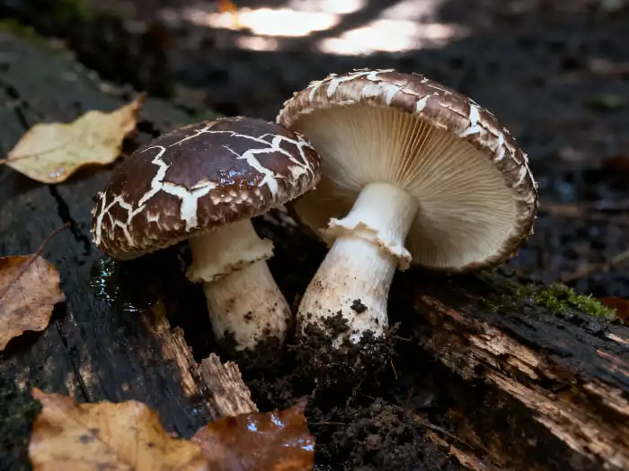 How Shiitake Powder Enhances Flavor in Clean-Label Foods?